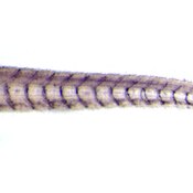 Light microscope image of a zebrafish embryo tail. The motor neuron axons are labeled with DSHB antibody znp-1. PMDI: 23349641, Fig. S3.